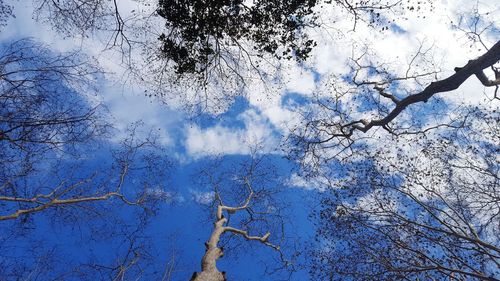 Low angle view of trees against blue sky