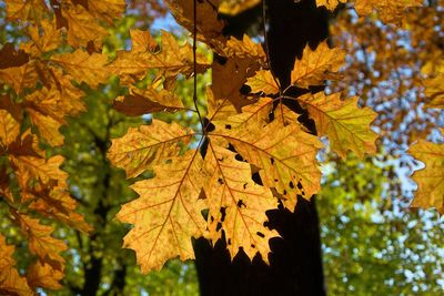 Close-up of maple leaves