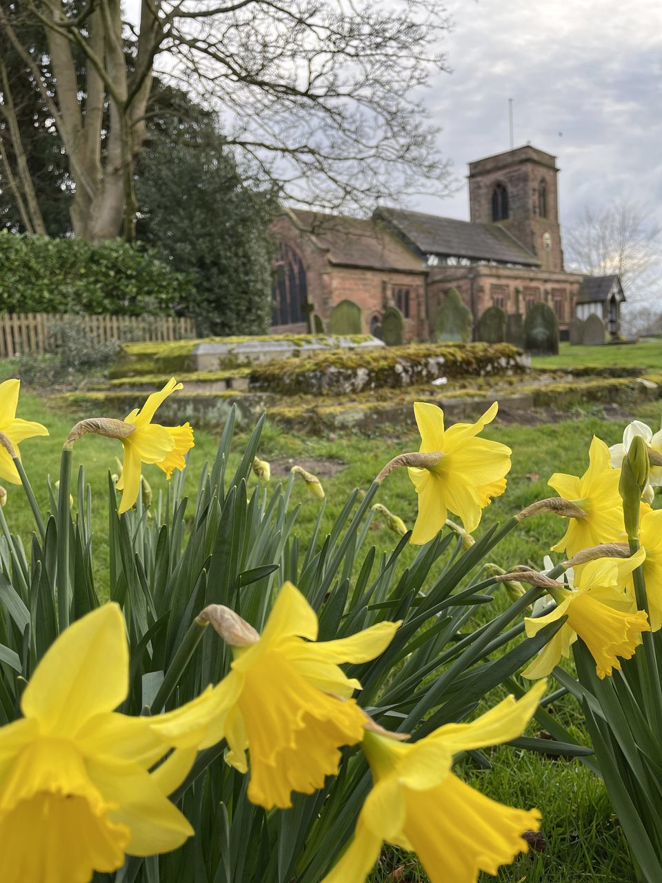 plant, yellow, flower, flowering plant, nature, beauty in nature, growth, freshness, no people, fragility, leaf, close-up, outdoors, plant part, day, water, tree, narcissus, flower head, daffodil, green, inflorescence