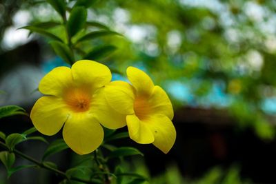 Close-up of yellow flowers blooming outdoors