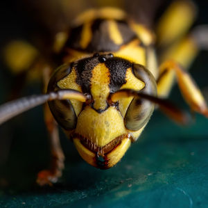 Close-up of an insect