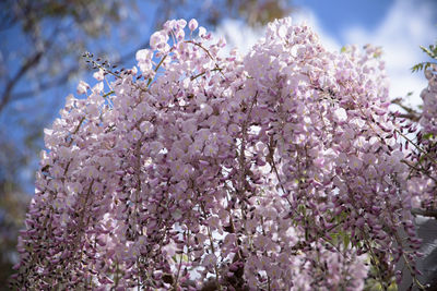 Close-up of cherry blossoms in spring