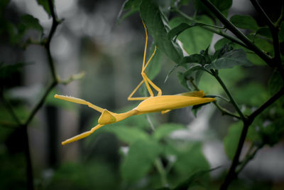 Close-up of yellow flowering plant