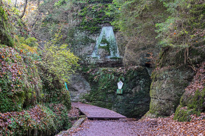 Scenic view of waterfall in forest