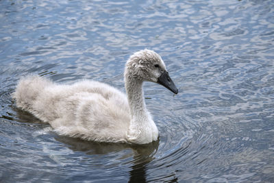 Swan swimming in lake