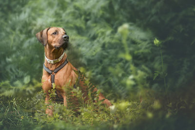 Dog standing amidst plants