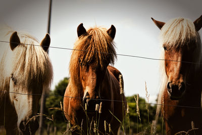 Close-up of horses standing on field against sky