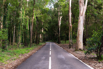 Road amidst trees in forest