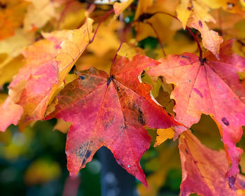 Close-up of maple leaves