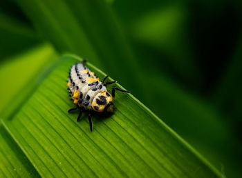 Close-up of insect on leaf