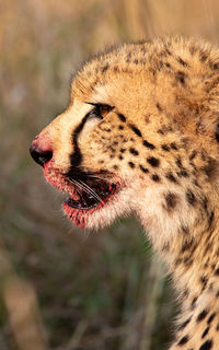 Close-up of a cat