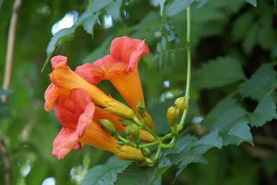 Close-up of day lily blooming outdoors