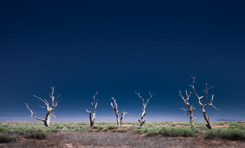 Bare tree on field against sky