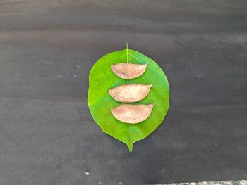 High angle view of green leaf on table