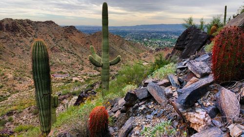 Cactus plants on mountains