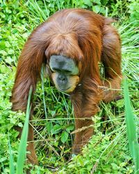 Portrait of a monkey