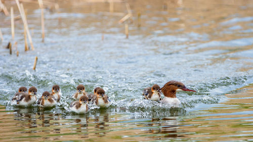 Goosanders in a lake