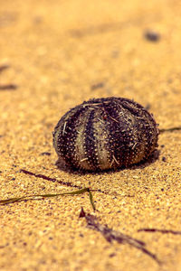 Close-up of crab on sand