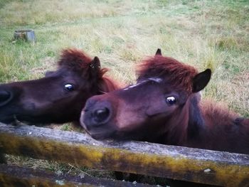 Horses in a field