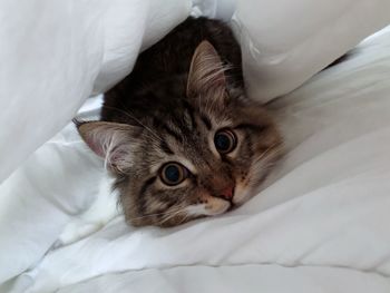 Portrait of cat lying on bed