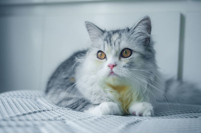 Portrait of cat relaxing on bed