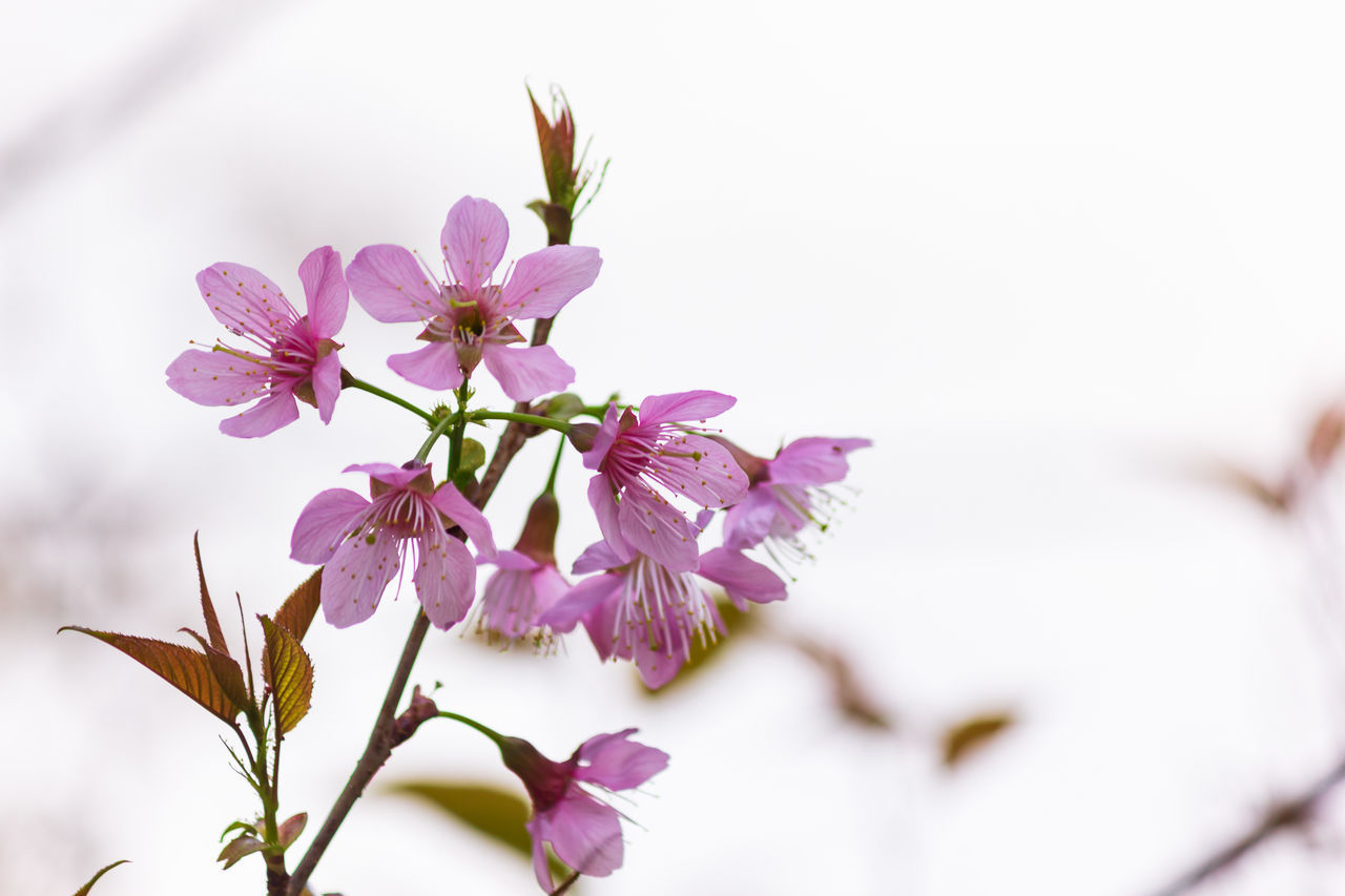 CLOSE-UP OF PINK CHERRY BLOSSOMS OUTDOORS