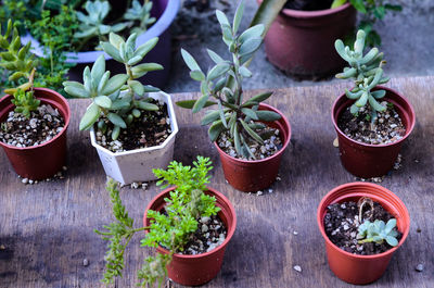 Close-up of potted plants