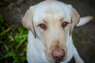 Close-up portrait of dog