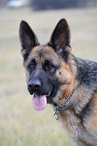 Close-up portrait of a dog