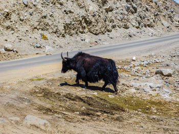 Wild black yak crossing the road aling rocky mountain in ladakh india