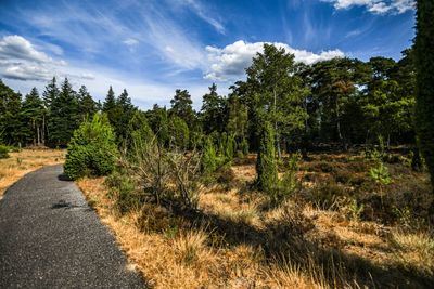 Scenic view of pine trees by road against sky