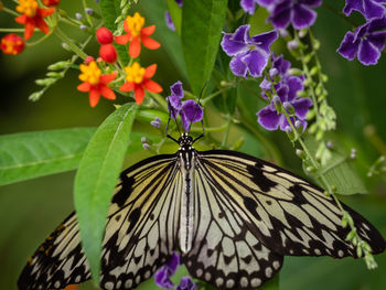 Close-up of butterfly pollinating on purple flower