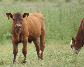 Cows in a field