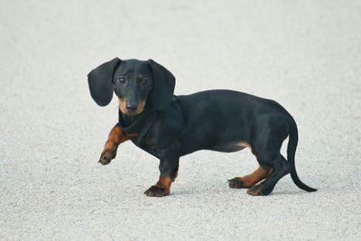 Portrait of black dog