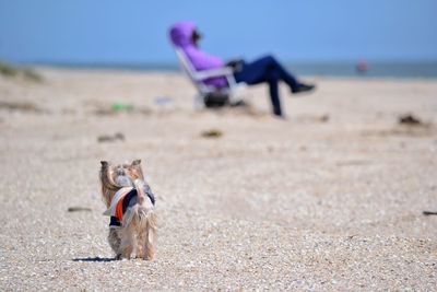 Rear view of yorkshire terrier at beach against person sitting on chair