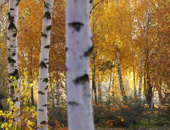 Trees in forest