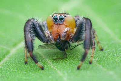 Close-up of spider