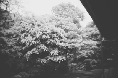 Low angle view of trees against sky