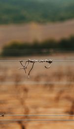 Close-up of wire fence