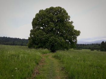 Tree on field against sky