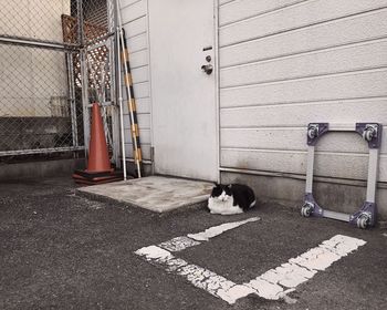 Dog on cobblestone street