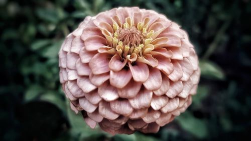 Close-up of pink dahlia flower