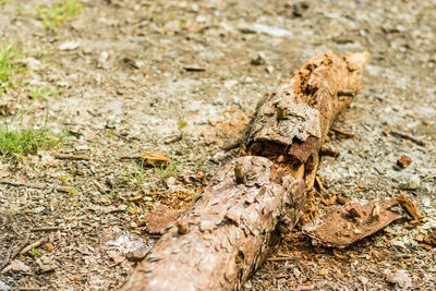 High angle view of dead tree on field