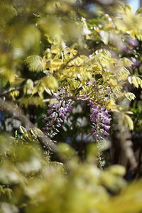 Close-up of purple flowering plants