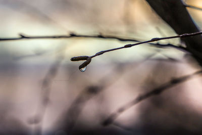 Close-up of raindrops on twig