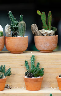 Potted plants on table