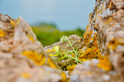 Close-up of moss on rock