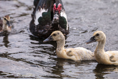 Duck swimming in lake