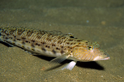Close-up of fish in water