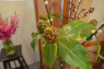 Close-up of flowering plant